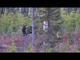 Moose Hunting in Northern Alberta