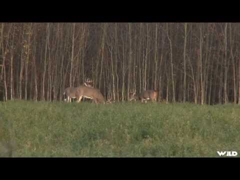 Hunting Whitetail Deer in Canada