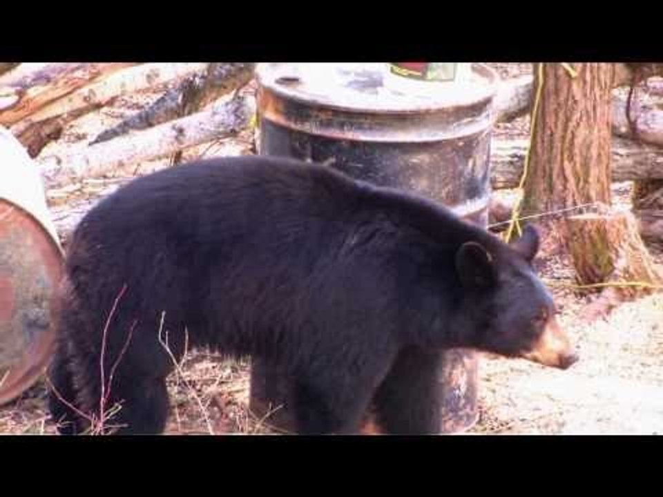 Black Bear Hunting in Saskatchewan
