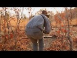 Cape Buffalo Hunting in Zimbabwe