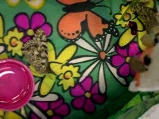 Alimentation de nos papillons