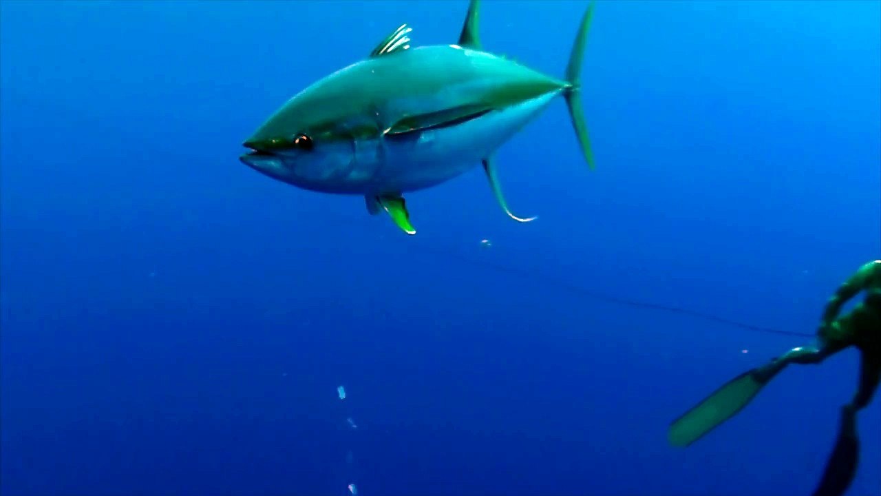 Insane Whale Shark Crash Attack!