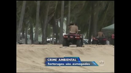 AL: Veículos alugados para passeio ameaçam a reprodução de tartarugas
