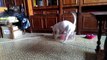 Crazy dog bull terrier, bullterrier happy dog, energetic, super games, funny dogs