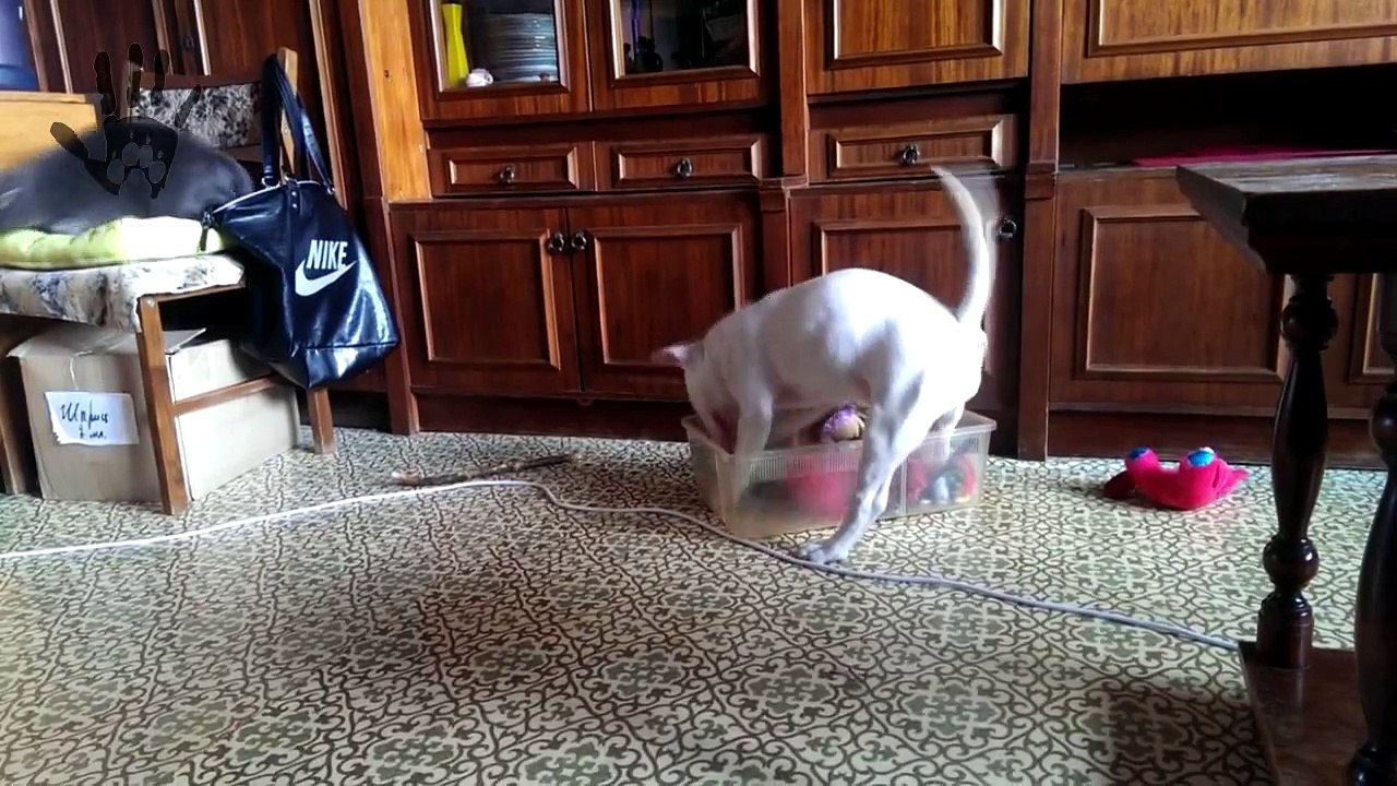 Crazy dog bull terrier, bullterrier happy dog, energetic, super games, funny dogs
