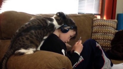 Чрезмерно ласковый кот