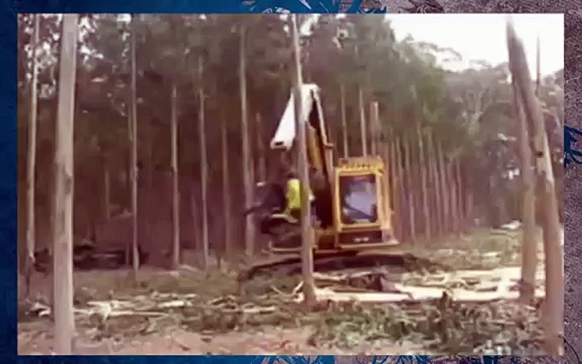 Это надо видеть японцы рубят лес