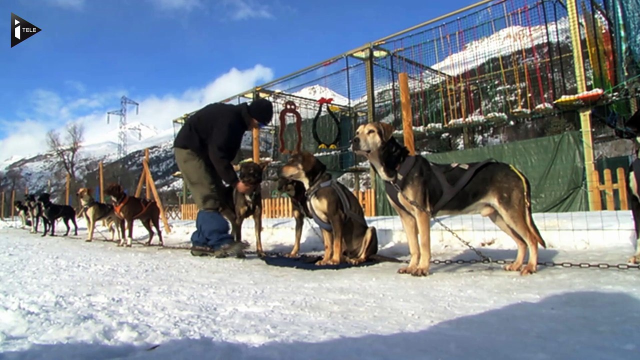 Les chiens de traîneaux, pour découvrir la montagne autrement
