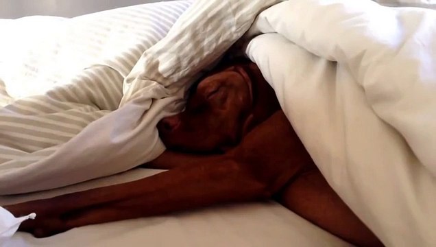 Пес реагирует на будильник точно так же как и человек )