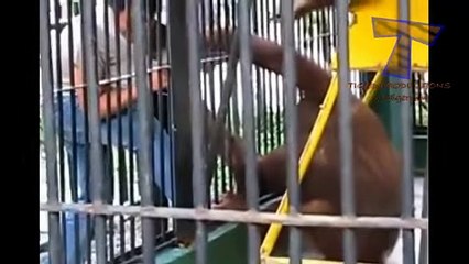 Animals can be so annoying - Funny animal compilation - best funny video