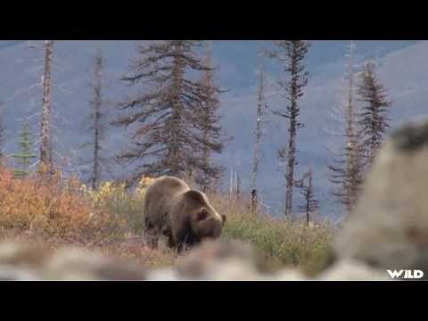 Hunting Grizzly Bear in Yukon