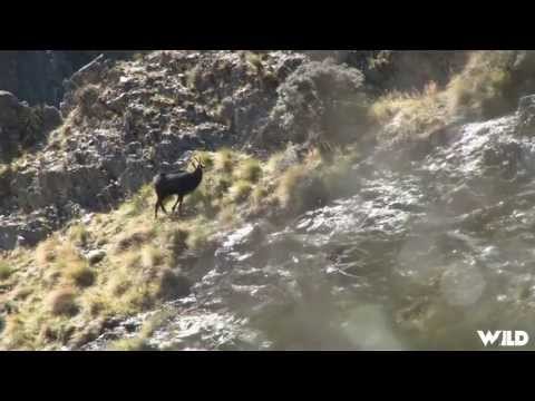 Hunting Red Stag And Arapowa Ram in New Zealand