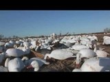 Hunting Snow Goose in Ontario