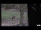 Whitetail Deer Hunting with Crossbow
