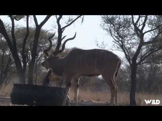 Hunting Kudu with Crossbow in South Africa