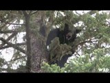 Hunting Black Bear in British Columbia