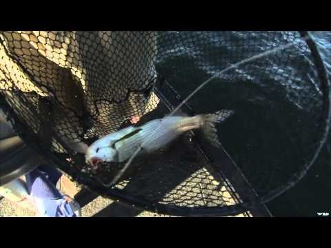 Fishing for Whitefish on Lake Simcoe