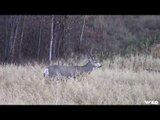 Hunting Giant Whitetails in Alberta