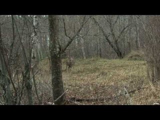 Hunting Whitetail with Bow in Ontario