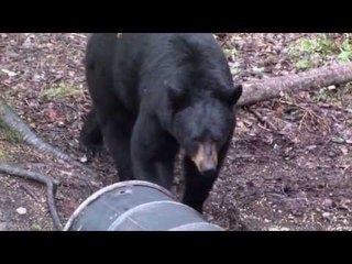 American Black Bear Hunting with Jerry Niffenegger