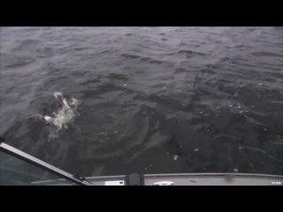 Fishing for Fall Musky on Lake of the Woods