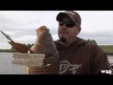 Bowfishing for Carp in South Dakota