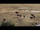Hunting Wildebeest In South Africa