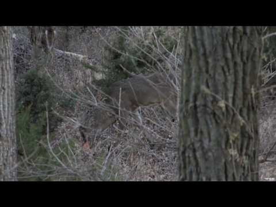 Bowhunting Deer in Nebraska
