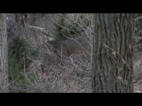 Bowhunting Deer in Nebraska