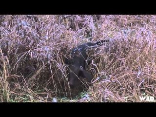 Hunting Pheasant in Ontario