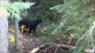 Hunting Black Bear with Bow and Arrow with Dan Wallace