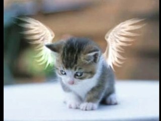 Images Animaux compilation