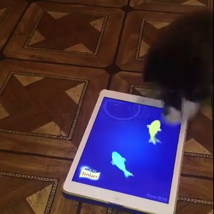 Kitten Plays Cat Fishing!