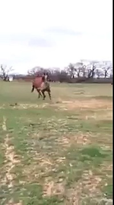 Mercy in the hearts of animals... A horse is that food another horse!