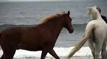 Cavalli si rotolano nella sabbia, giocando liberi con il loro padrone