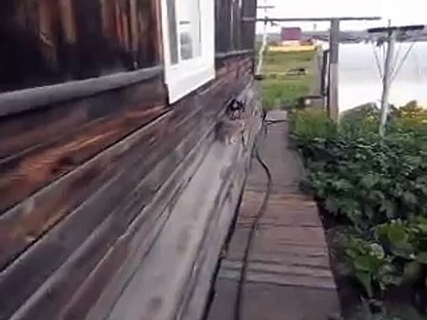 Chiede al cane di riportare a casa il gatto, ecco che succede