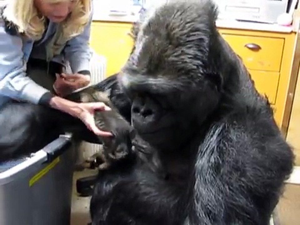 Il gorilla prende in braccio un gattino e lo coccola teneramente