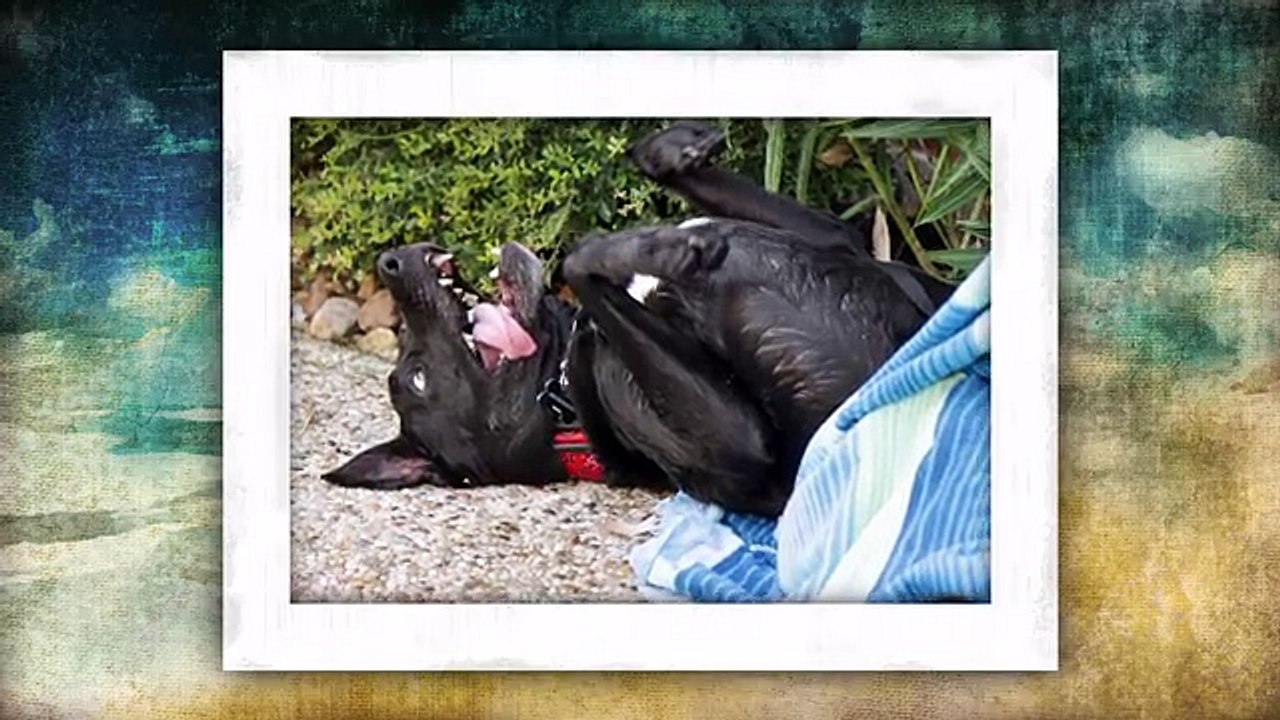 Il cane sta per morire, la famiglia decide di regalargli un giorno speciale