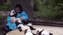Il lavoro più dolce del mondo- abbracciare e coccolare i panda