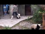 Il piccolo panda non vuole che la sua amica vada via