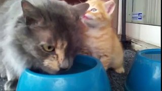 Mamma gatta insegna al figlio a bere l'acqua dalla ciotola