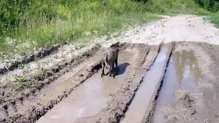Porta il labrador a passeggio ma ecco cosa fa lui quando vede il fango