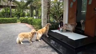 Quattro cani attendono pazienti davanti la porta, ecco perchè...