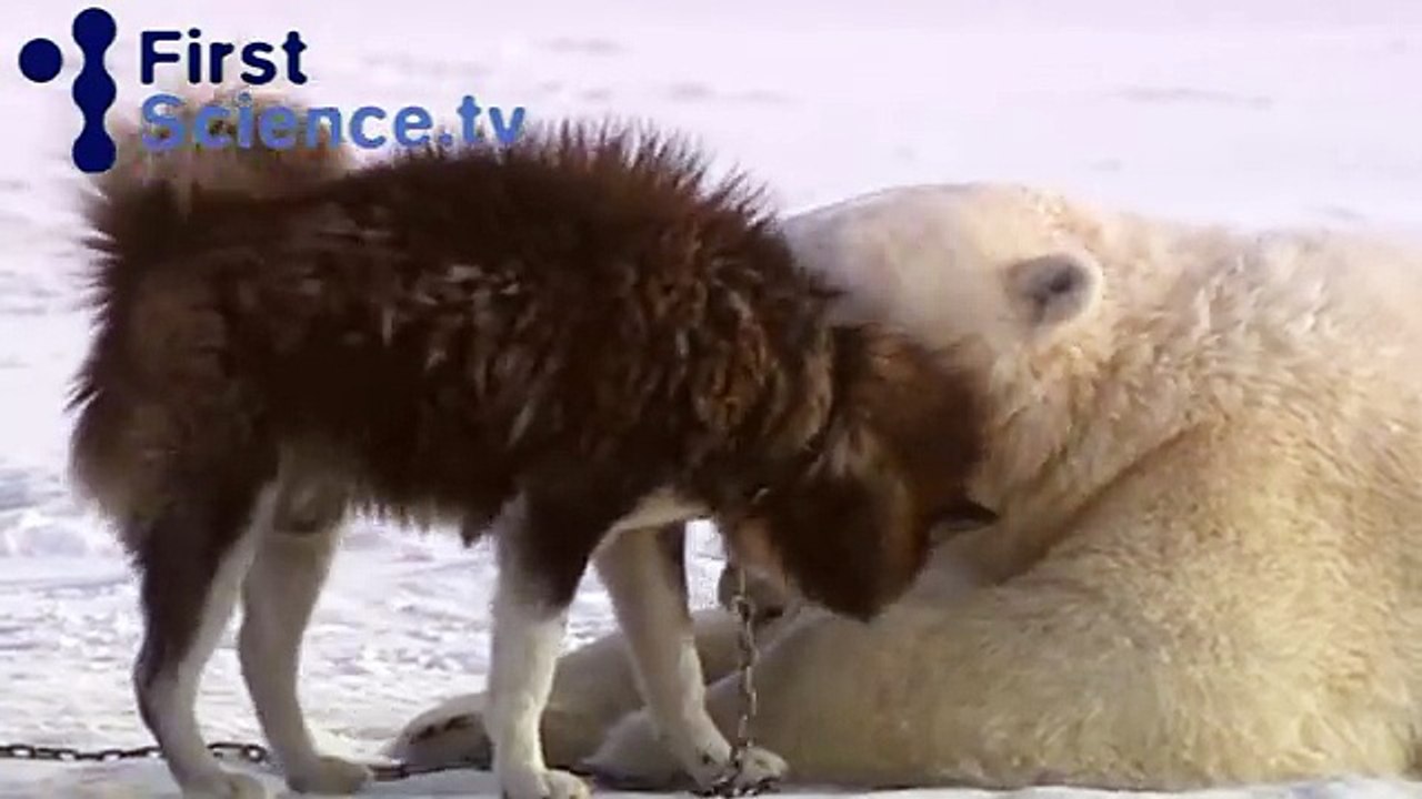 Questo è Dave, l'orso polare amico dei lupi