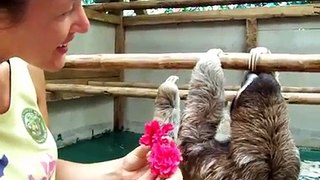Si avvicina ad un bradipo e gli fa un regalo, ecco la sua reazione