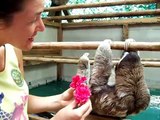 Si avvicina ad un bradipo e gli fa un regalo, ecco la sua reazione
