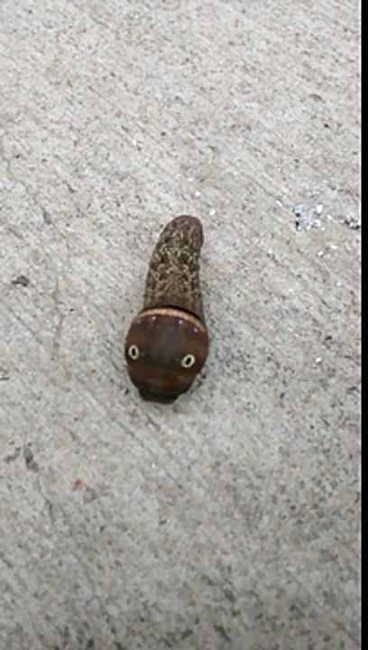 Trova uno strano animale nel suo garage, ecco di cosa si tratta