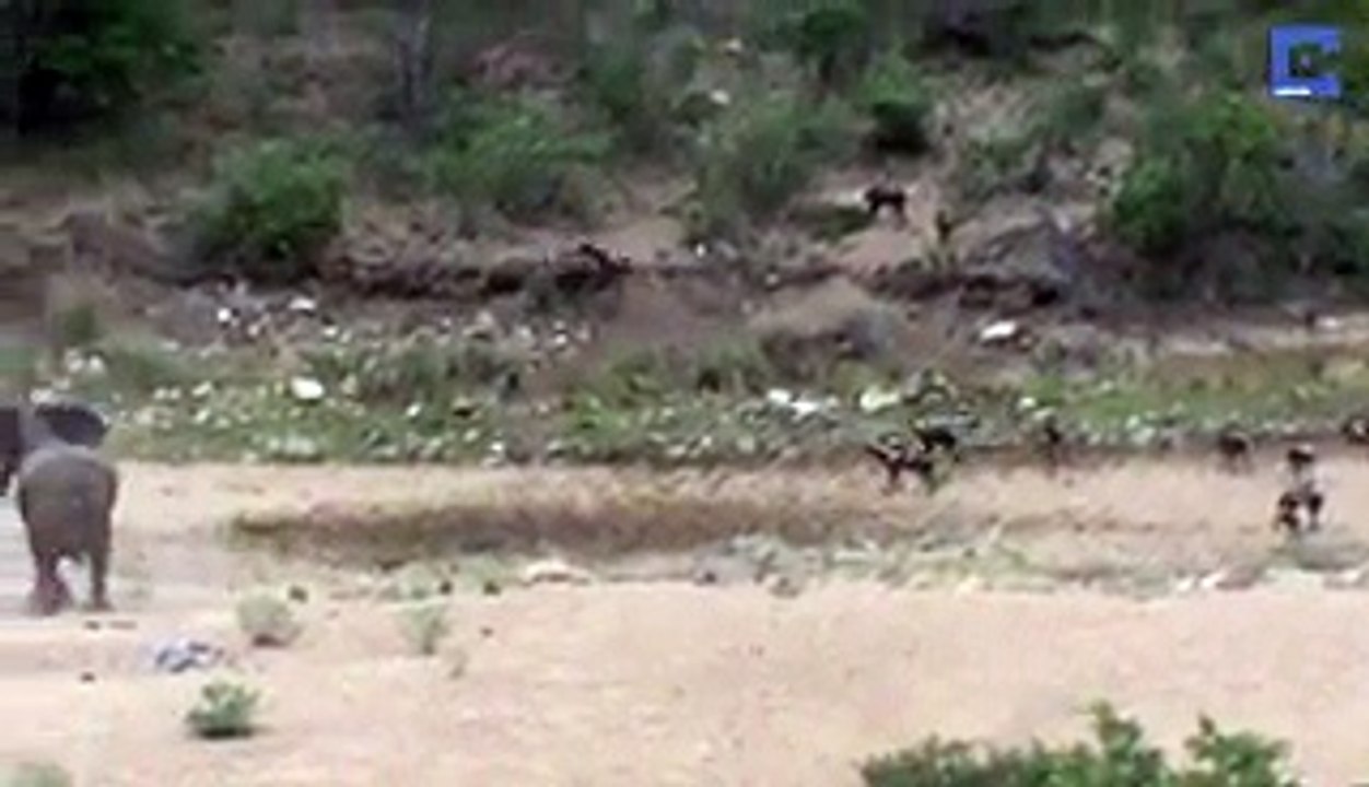 Elephants Chase Off Pack Of Dogs To Protect Calf