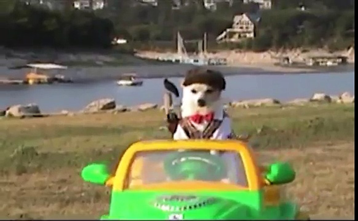 Pets in Halloween Costumes