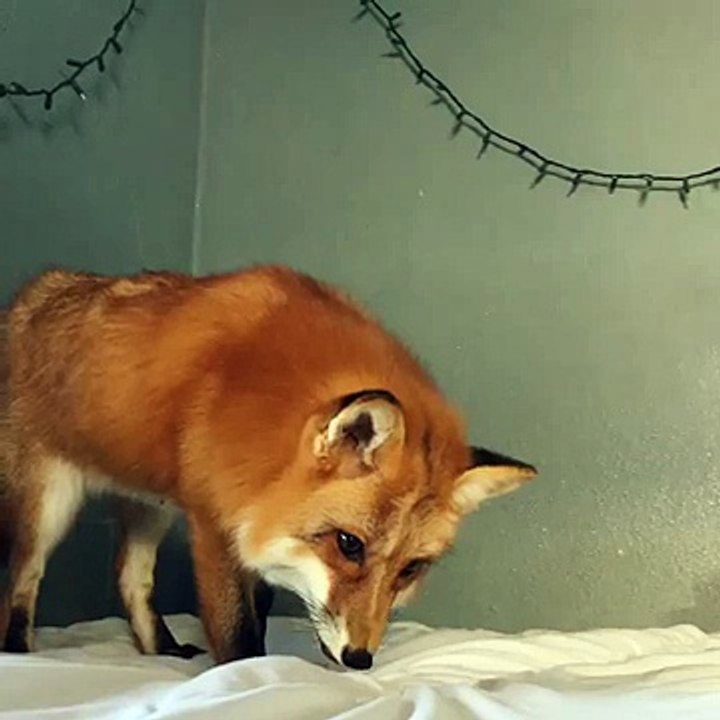 Fox Bounces on Bed